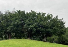 《走进大自然》（远离城市的喧嚣，体验大自然的美妙）