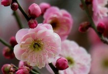 春日乐享（想入非非）