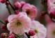 春日乐享（想入非非）