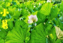 喜悦与吉祥（一场充满喜悦和吉祥的冒险之旅）