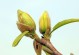 SpringIsComing:TheStoryoftheSproutingGreenShoots