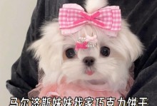小伊的冒险之旅（一个充满热情和好奇心的妹妹，带给我们的惊喜和感动）