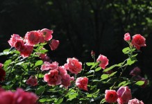 “那年，我们一起战斗在疫情中”（“爱与勇气，捍卫生命的尊严”）