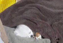 TheWarmthofWinter（AStoryofUnexpectedComfort）