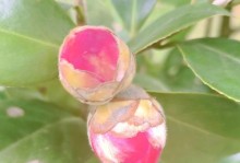 《春节的欢聚》