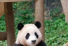 我和爷爷的小火车（童年的最爱）