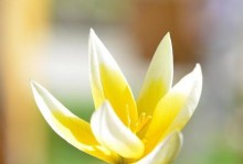 《春天里的花开》（一个女孩与春天之间的故事）