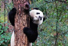 熊猫的归来（一只熊猫的漫长旅程）