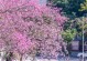 花开青春，情暖人间——一个爱情小故事
