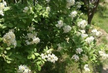 芳香依旧（一种香味带来的幸福）