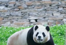 爱的奇迹（爱的奇迹）