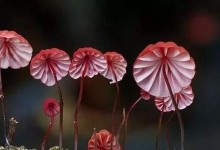 神奇植物的秘密（在奇妙的植物王国里发现惊奇）
