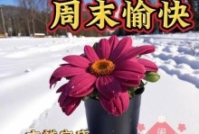 周日趣事（放飞自我，寻找美好）