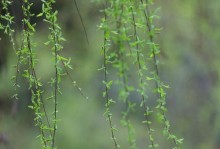 春天来了，翠绿的芽儿长出来了（芽儿的萌发与成长）