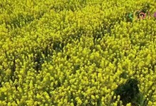触摸春天的气息——一个爱情故事