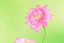 从荒野到城市——一场关于成长与蜕变的奇妙之旅（没有人能一生不变，因为成长需要蜕变）