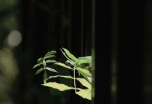 心安处，我家（这里承载我的回忆与渴望）