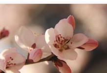 不负春阳——百花竞放小故事（展示自我、释放激情）