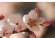 不负春阳——百花竞放小故事（展示自我、释放激情）