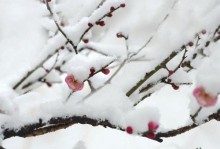 冬日梅花依然美丽（独自寻觅的美丽）