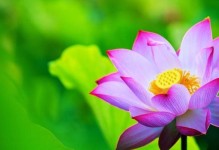 山野间的情感（如诗如画的邂逅）