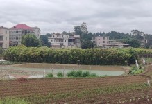 花开时节，人心恬淡（花开时节，人心恬淡）