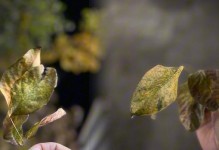 爱与黄叶（树下的故事）