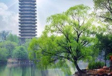 《校园美丽故事》（一个宿舍管理员的故事）