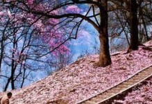 春天的芳香（一场关于爱和救赎的真实故事）