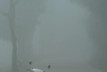 守护者（那棵高大的树）