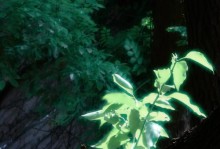 校园美学：芳菲盛开