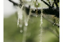 深陷绿意的世界（寻找生命中的绿色宝藏）
