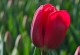 SpringAroma:TheStoryofRebirth