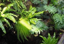 花开花落——一个在植物园度过的夏天（漫步花海，品味生命之美）