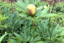 花开在心间
