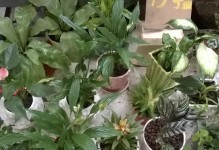 《花开人间》（记一家之花）