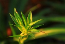 一缕阳光（寒冬之中的温暖）