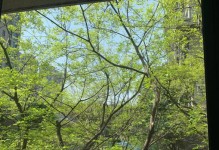 春天的气息（生命的复苏）