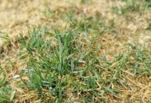 生气勃勃的春天：爱与希望的季节