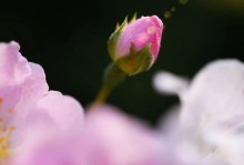 芳香迷人（一场关于香气的情感纠葛）