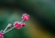 一碗白瓷，温情的回忆（桂花疏影里的白瓷碗）