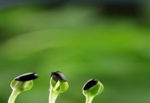 成为老师的骄傲——一位教师的成长之路（用真心呵护每一个孩子，点亮他们的未来）