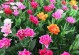 TheBloomingFlower（AStoryofGrowthandChange）