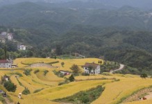 秋收欢歌（用汗水浇灌出一片生机勃勃的土地）