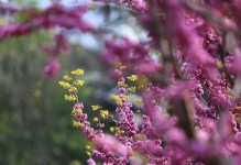 春风十里，不如你。（生命在春天里得以繁荣。）