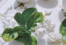 茉莉花香的温暖（爱与坚持）