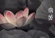 从相互帮助中发现生命的意义（探寻人与人之间的彼此依存）