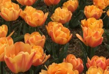 SpringLifeRhythms:AStoryofRenewalandGrowth
