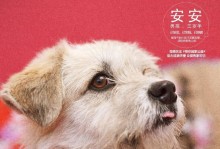 流浪狗回家：一只不可思议的狗