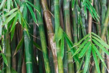 从迷茫到坚定的成长之路（从迷茫到坚定的成长之路）